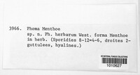 Boeremia strasseri image